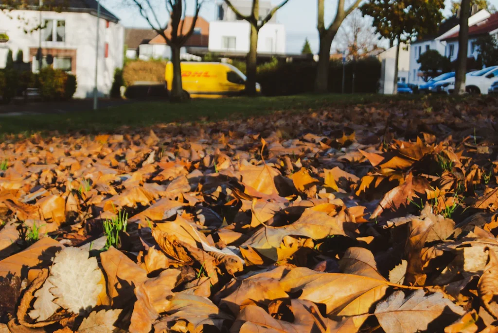 Herbstlaub in einem Garten im Saarland